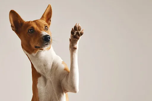 Problemas com o xixi do seu cachorro nos tecidos?