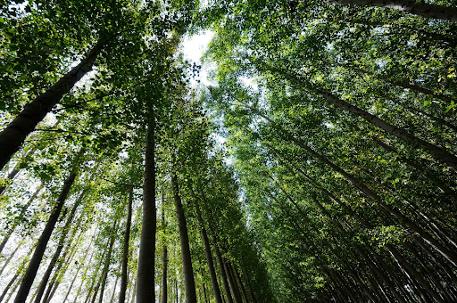 Madeira x Meio Ambiente. Saiba a Importância de usar Madeira para Preservar o Meio Ambiente